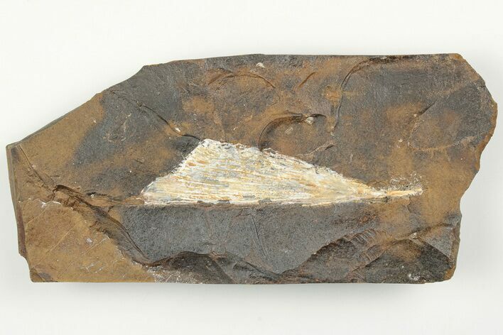 Fossil Ginkgo Leaf From North Dakota - Paleocene #198458